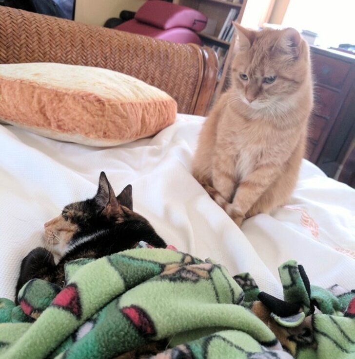 Ревную котенка