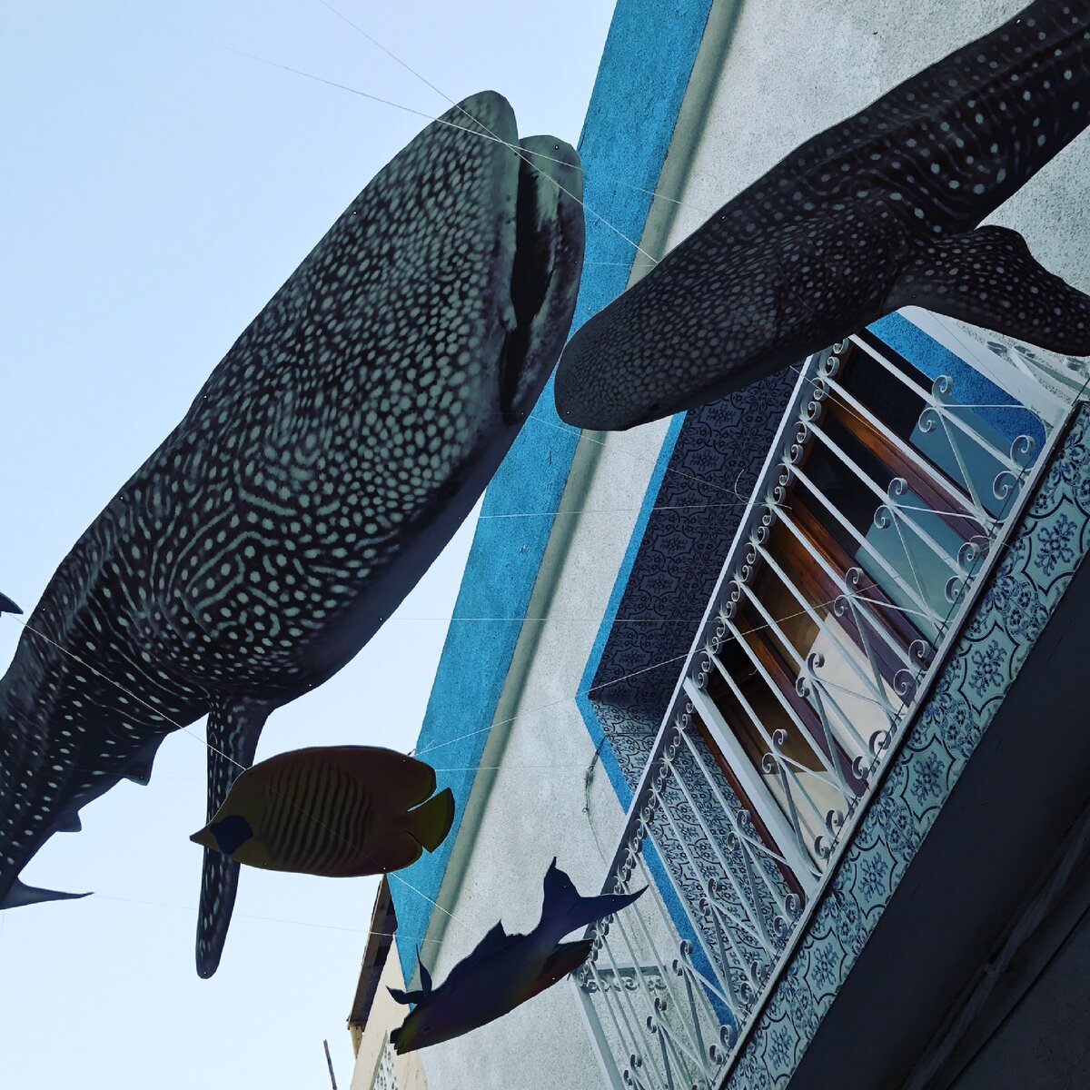 Рыбы — это хорошо. Это к деньгам. Фото Агента 0,75.