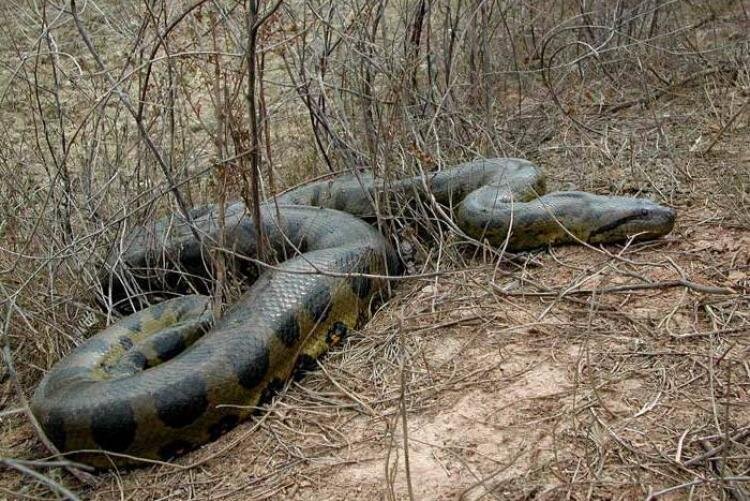 Анаконда лежит среди веток