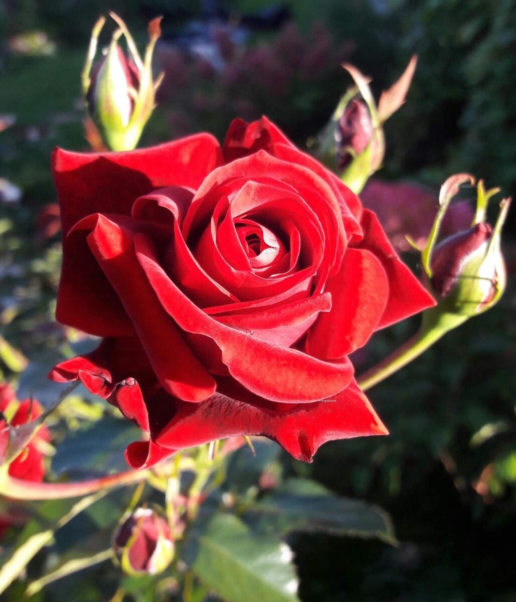 Шварце Мадонна. Ч/г роза. 