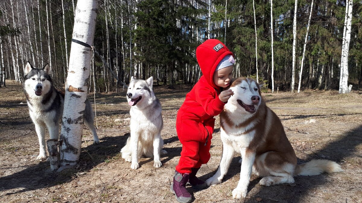 Это моя внучка и наши собаки - Шаман, Нота, Гарри