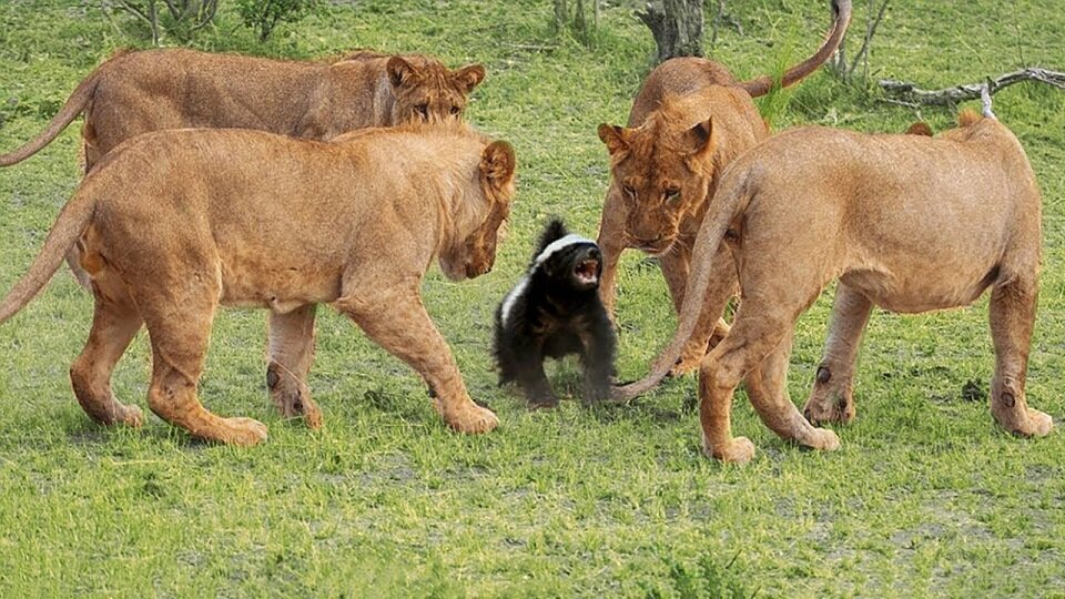 У львов неприятности.