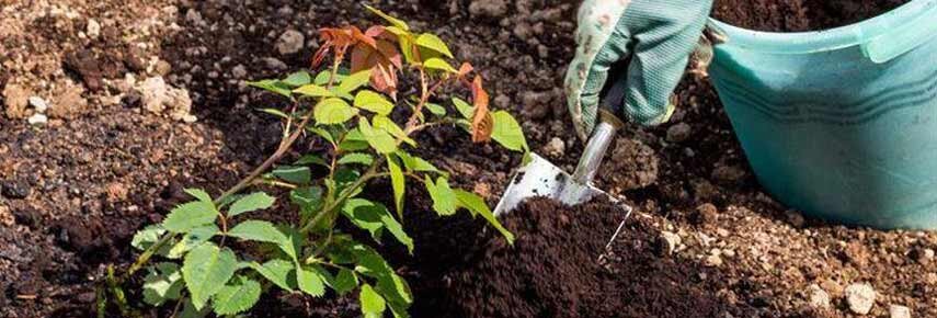 Дефицит меди приводит к отмиранию верхушечных почек, а ягодные костянки не образуют семян.