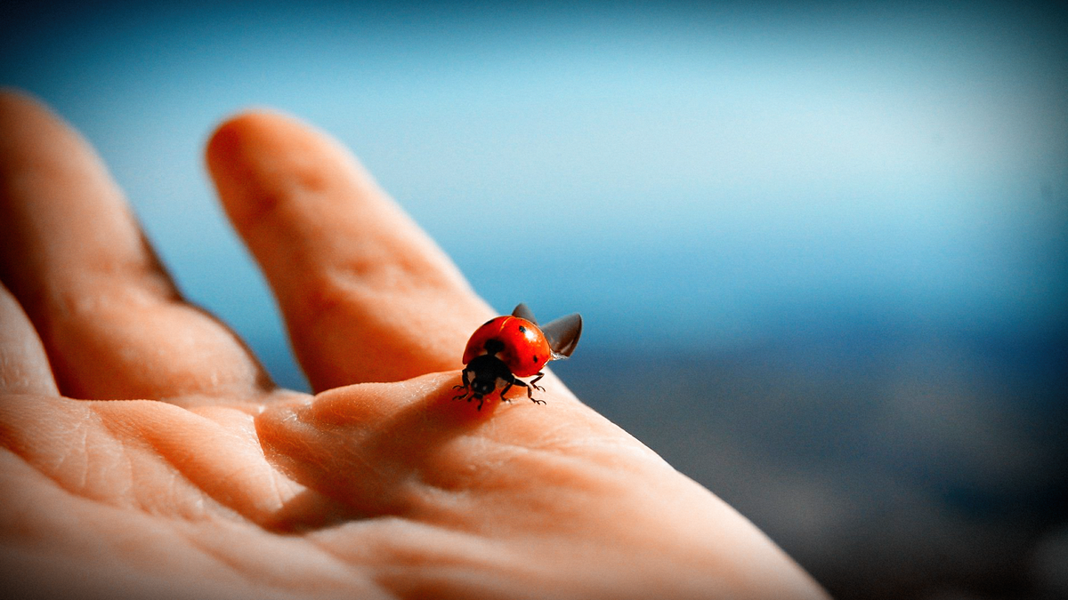 Её название происходит от латинского coccineus — алый. В англоязычных странах её называют Ladybird или Ladybug — птичкой или жучком Божией Матери — Святой Девы Марии. Красный цвет божьей коровки ассоциируется с цветом плаща Девы Марии