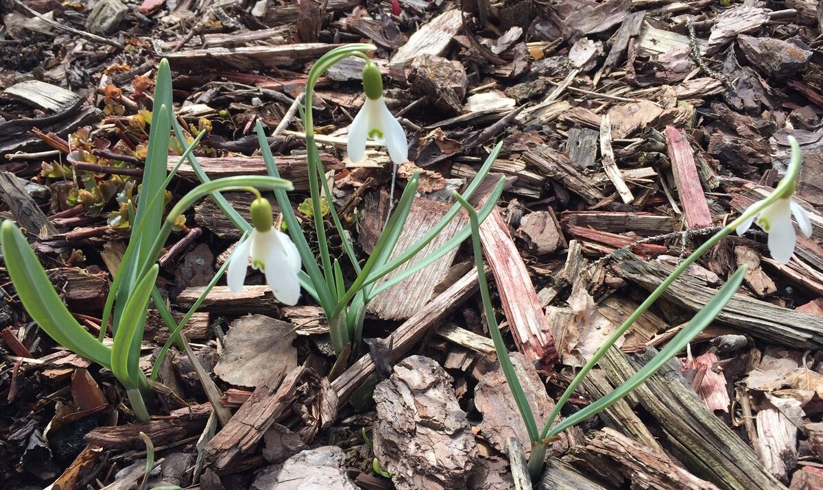 Подснежники цветут уже пятую неделю)