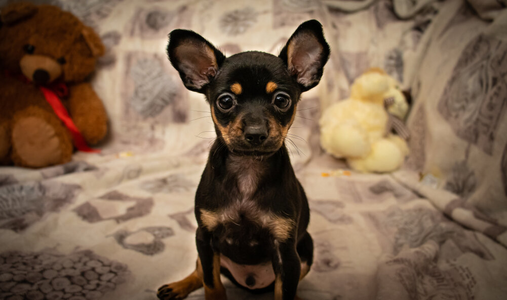 Русский той