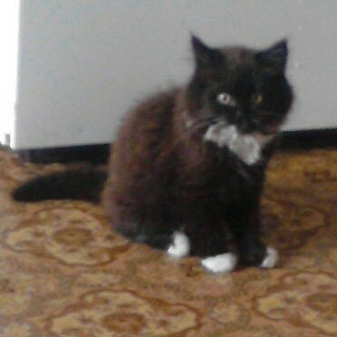 Первый мой котёнок Чарли