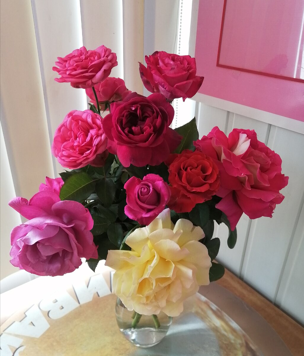 Пинк Пиано, Глория Дей, Кроненбург, Дарси Басселл