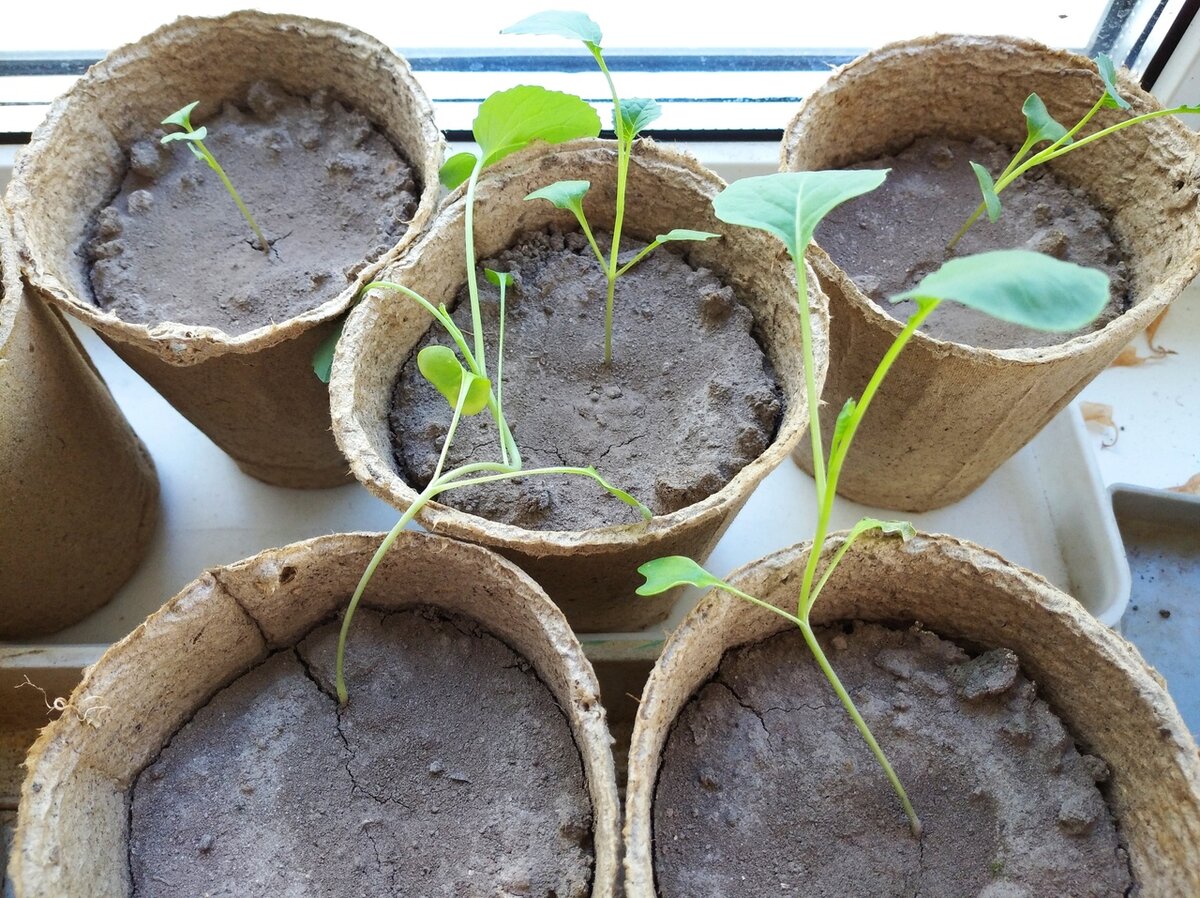 Мои инвестиции. Уже высади в открытый грунт. Прижились.