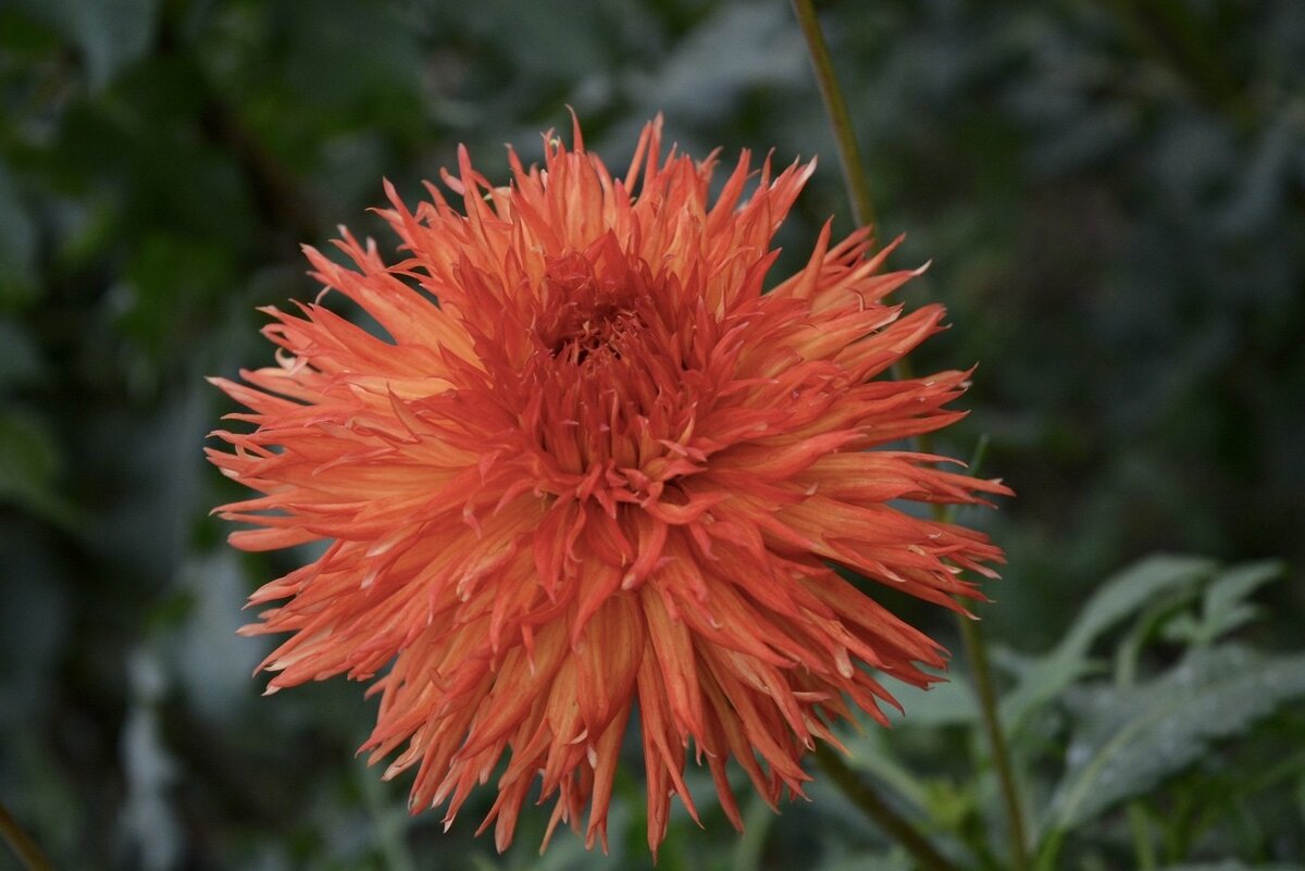 Георгин Императорский Dahlia Imperialis