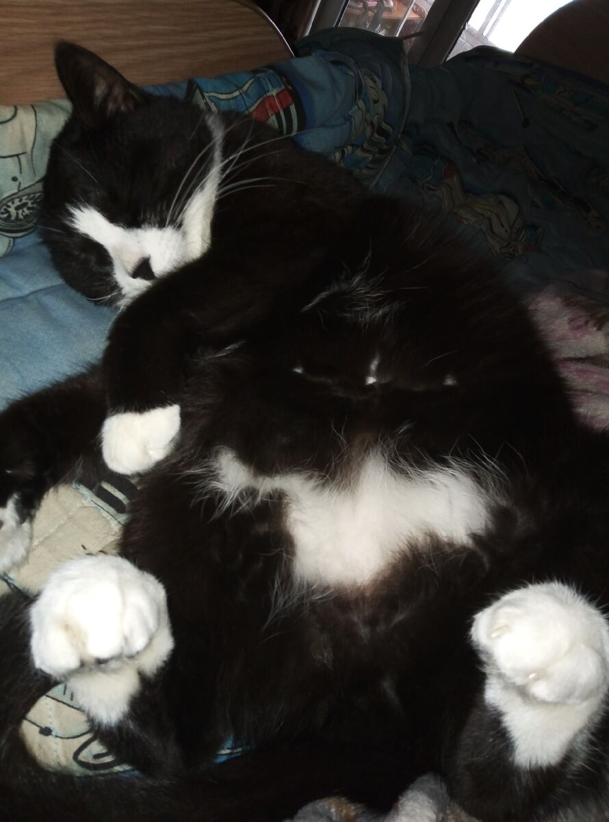 Кот