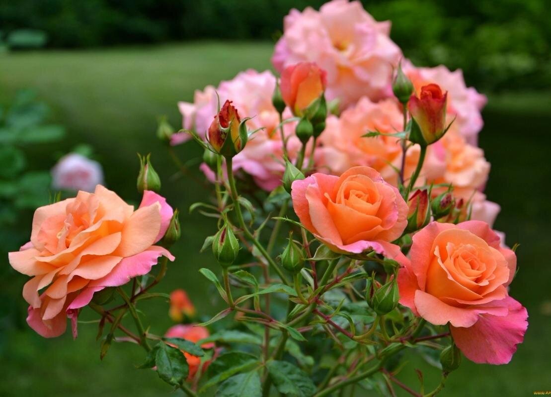 Май - самое время подкормить садовую Розу, чтобы получить изумительно красивое Цветение. Рассказываю как это делаю Я