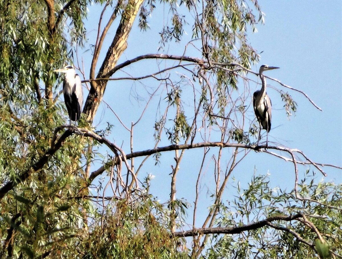 Никогда не думала, что такие большие птицы могут сидеть на ветке дерева