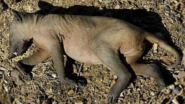 фото из открытого источника