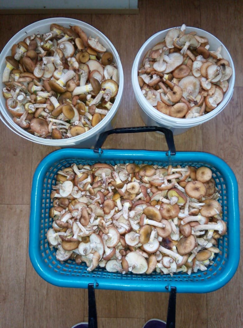 урожай этого года, который мама в России (Башкортостан) собрала/ фото из архива