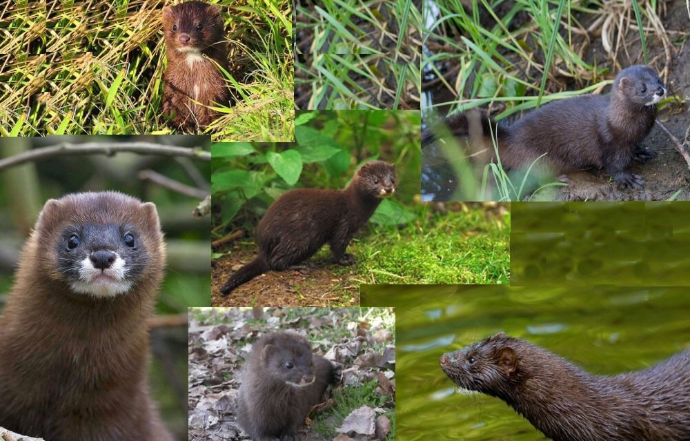 Европейская норка. Mustela (Lutreola) lutreola. Сайт про зверей - yk-kursk.ru