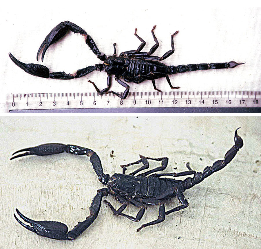 Heterometrus longimanus