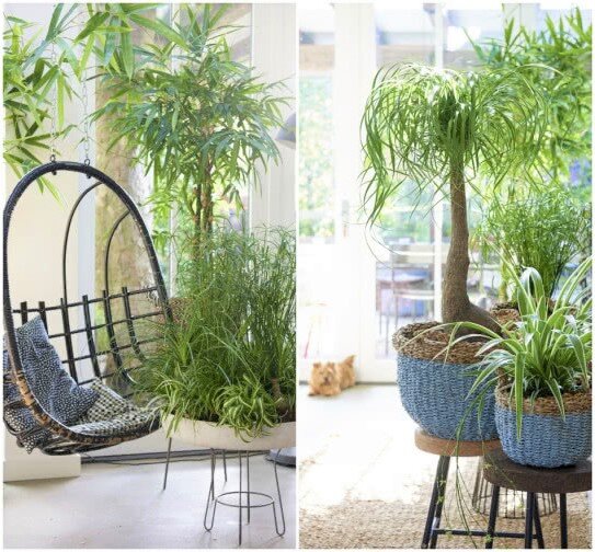 Безвредные комнатные растения