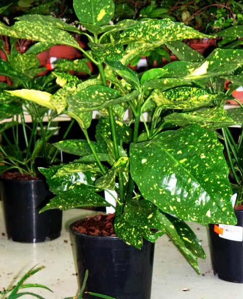  Аукуба. Фото с сайта domrastenia.com