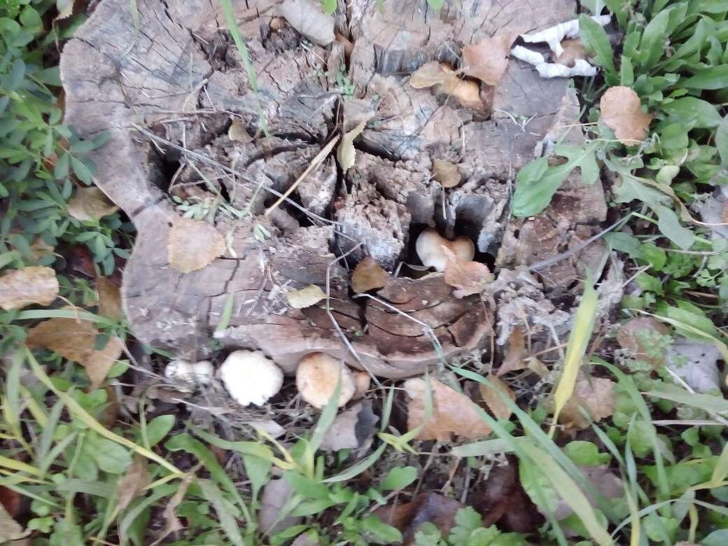 Пень с грибами