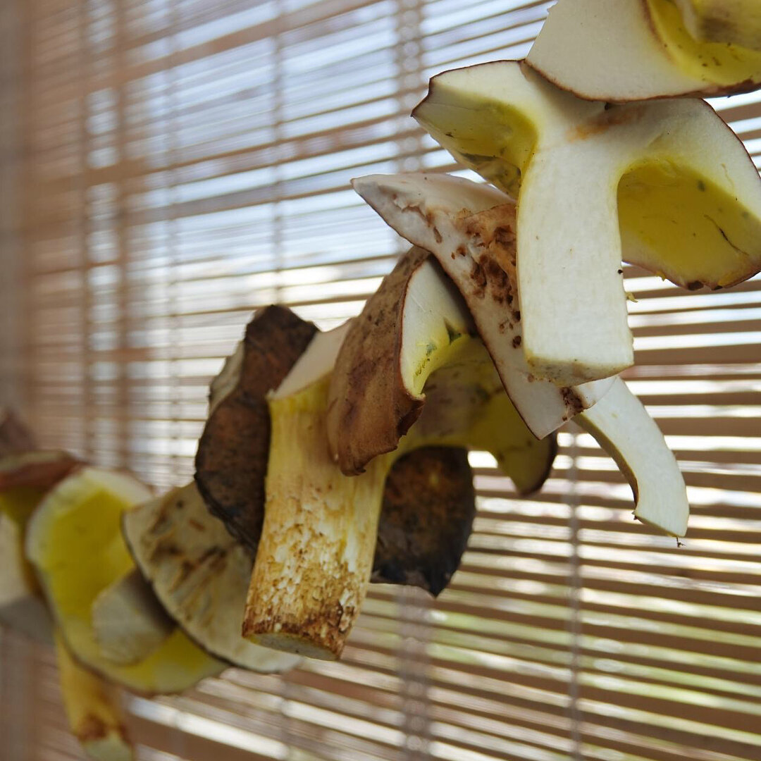 Сушка грибов