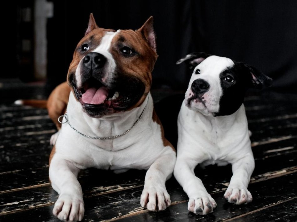 старфорширский тойрер. американский стаффордширский терьер тигровый. американский стаффордширский терьерстафэ. стаффордширский история. ам стаффордширский терьер.