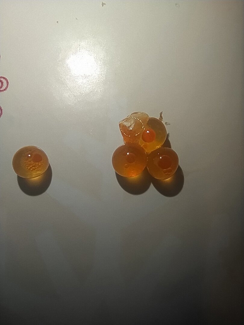 Икринки горбуши,в каждой икринки мы видим зарождающегося малька