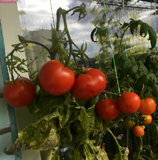 Выращивание своих томатов