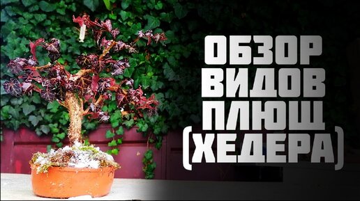 Обзор видов. Бонсай - Плющ (Хедера) / elena_k_bonsai | Бонсай Елены Коровайной | Дзен