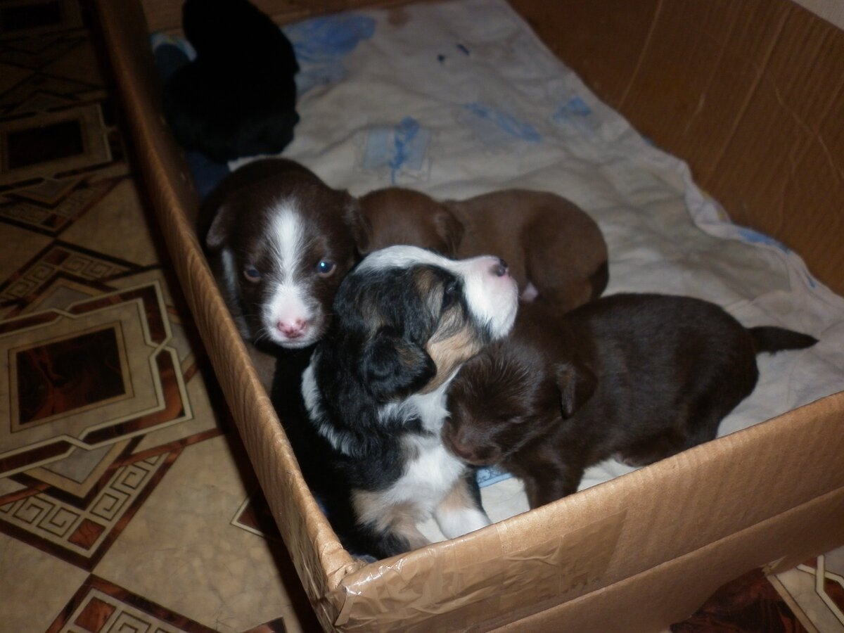 Джеськины щенки в коробке обитания. 2012 год. Фото автора.