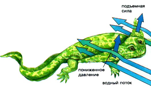 Диплокаулюс: Огромная амфибия с треугольной головой. Зачем ей нужна была такая рогатина?4