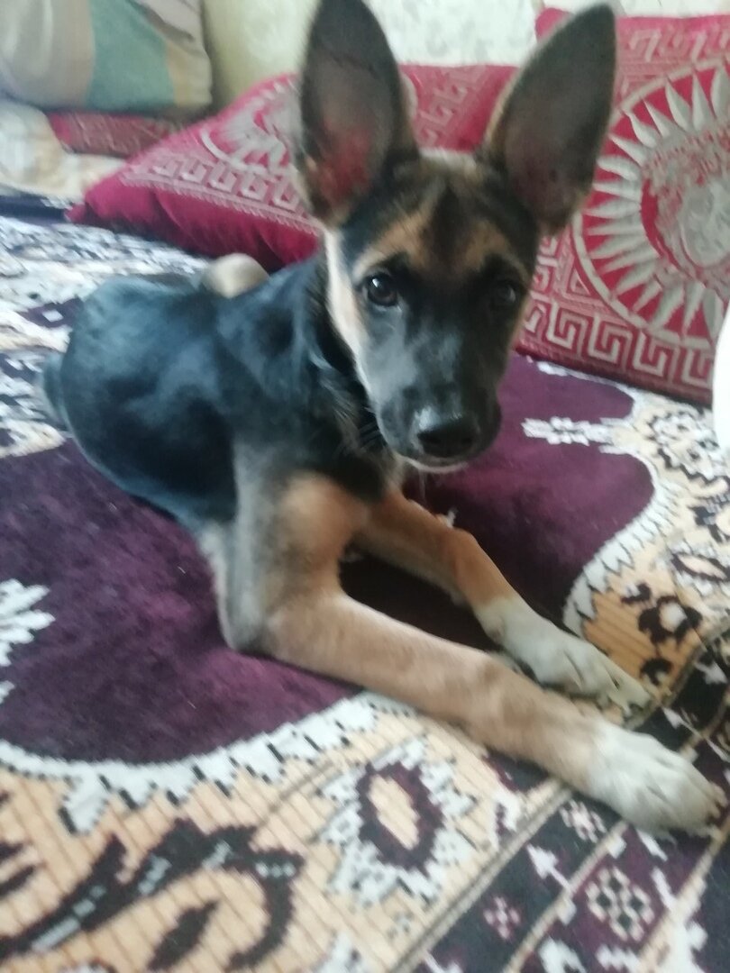 Архивчик. Ее звали Пятёрочка. Такую стрекозу убили!