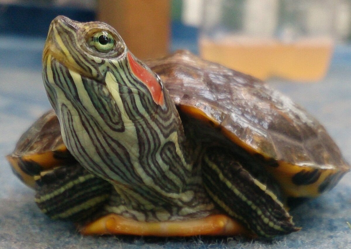 мудрая Тортилла