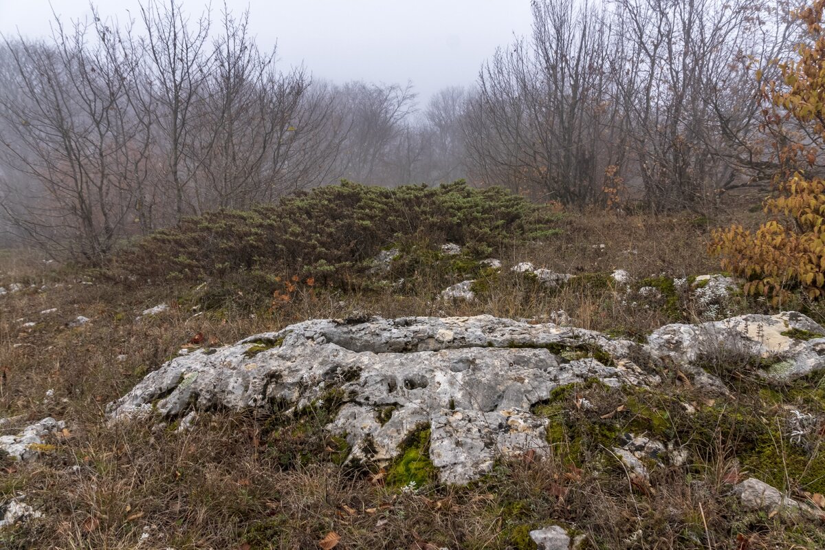 Низкорослые вечнозелёные кустарники растут вдоль дороги