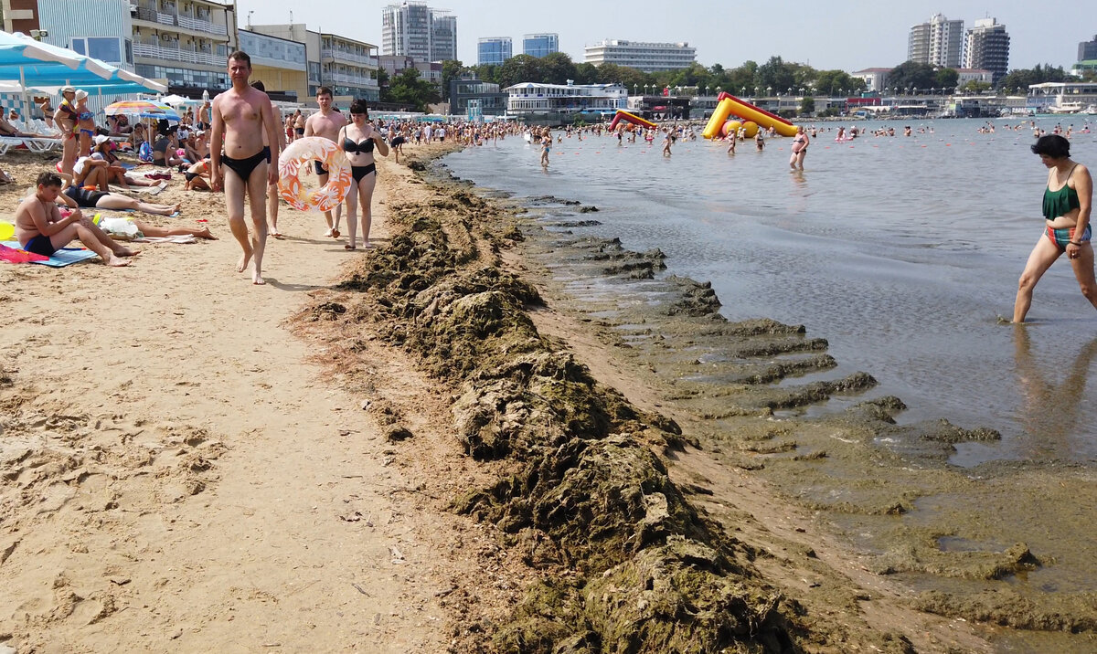 Водоросли и цветущее море в Анапе. Камка была здесь еще до нашей эры |  Анапа Сити | Дзен