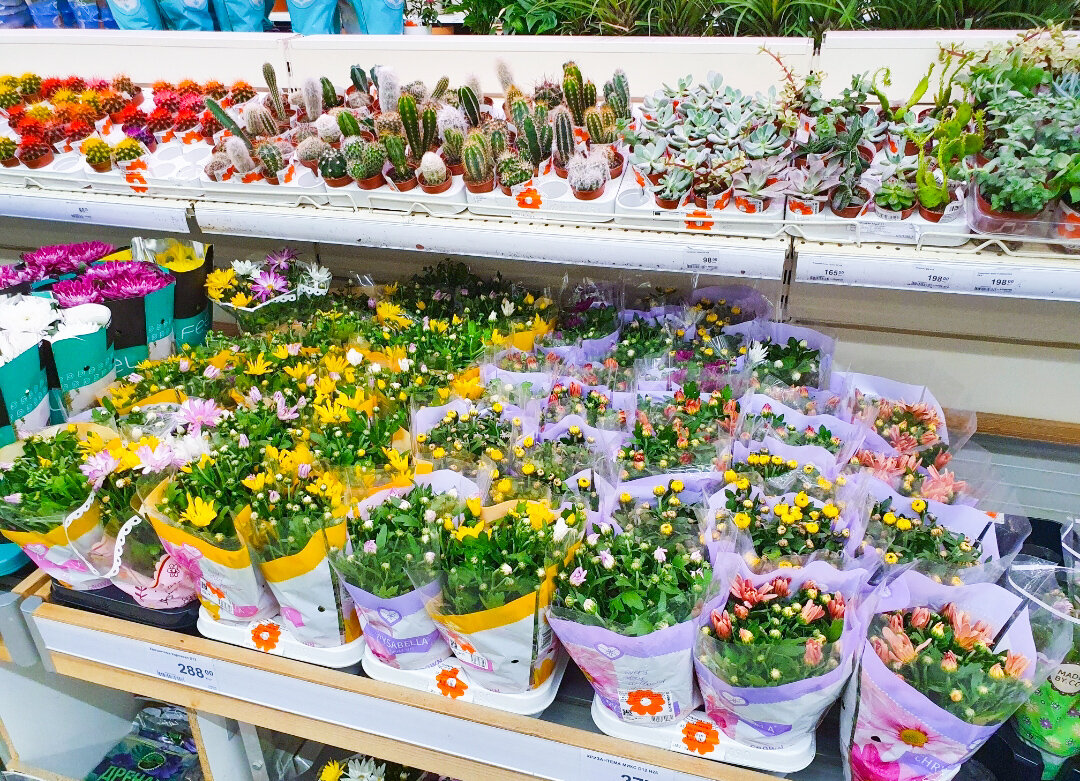 А в магазинах-то и выбор огромный, и цены низкие...