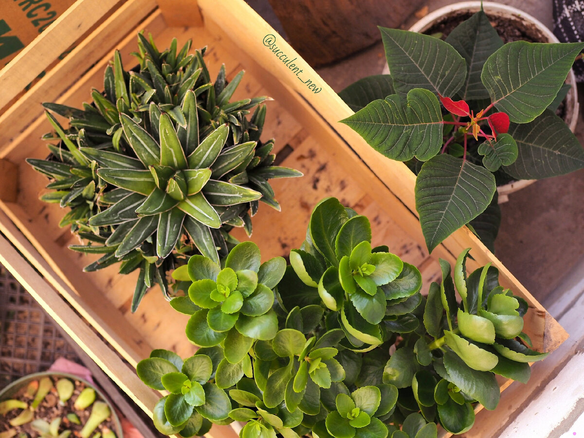 Агава королевы Виктории, каланхоэ и пуансеттия принимают солнечные ванны