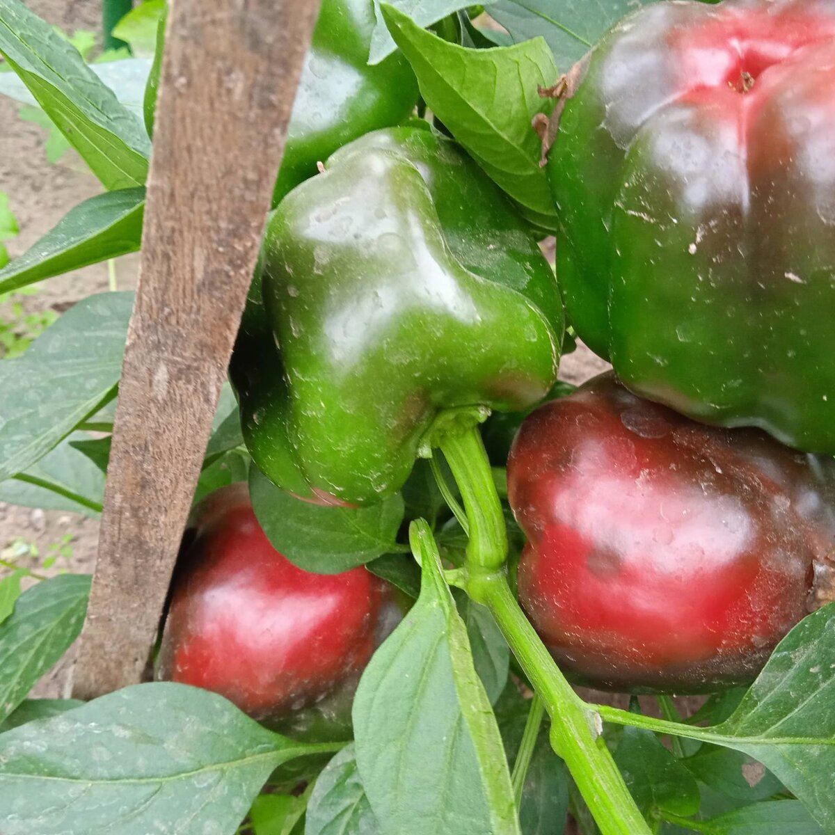 Фото автора "Аристотель"