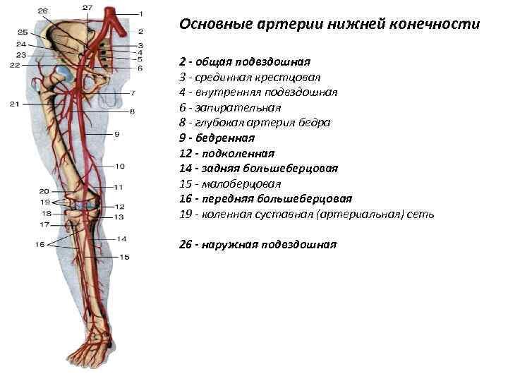 Синдром позвоночной артерии - Vertebra