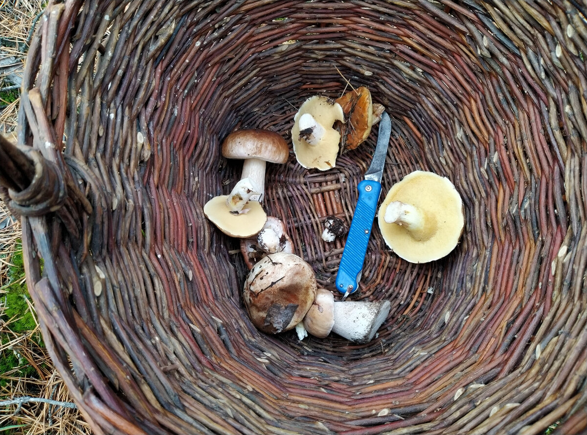 Начало. Парочка белых и косящие под белых маслята