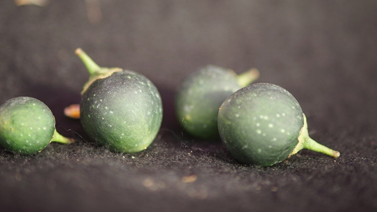 Фото:crops.org Американские селекционеры нашли способ выведения сортов картофеля, устойчивых к колорадскому жуку.