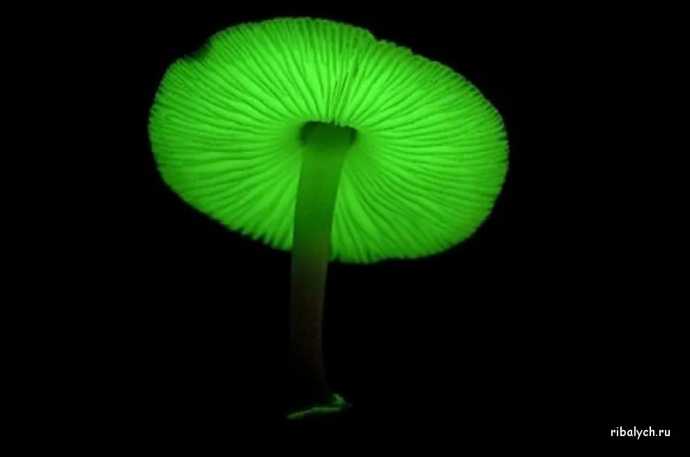 Mycena chlorophos гриб. Светящиеся Mycena chlorophos. Биолюминесценция грибы. Светящиеся Mycena chlorophos информация.