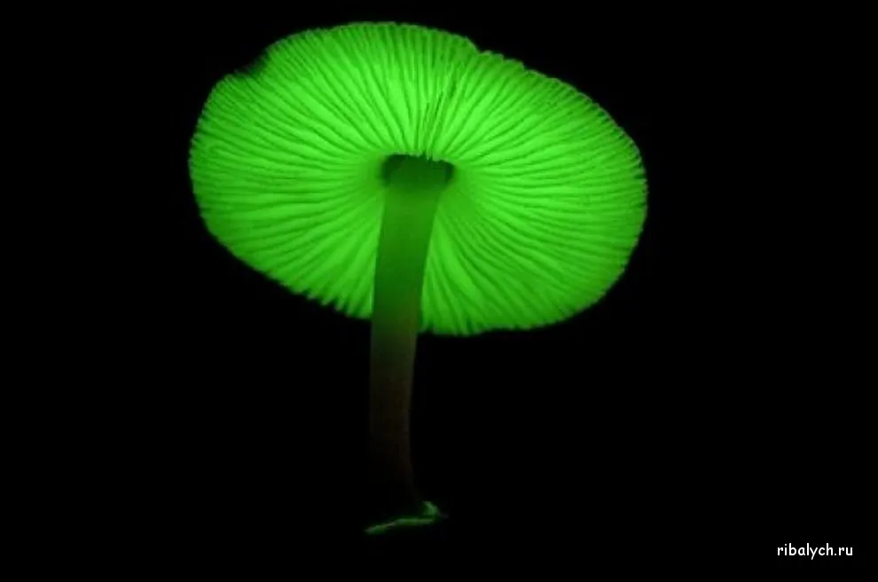 Люминесцентный гриб. Mycena chlorophos гриб. Биолюминесцентный гриб Mycena chlorophos. Светящиеся Mycena chlorophos. Mycena silvaelucens.