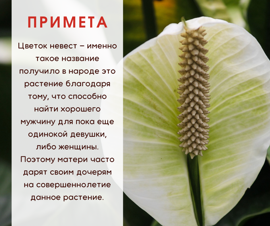 Растение женское счастье приметы. Спатифиллум расцвел примета. Женское счастье цветок приметы.