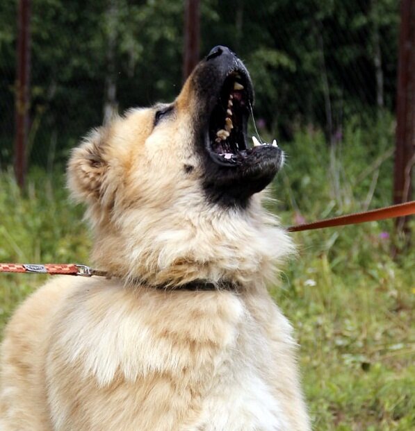 Как вам  мои зубки?