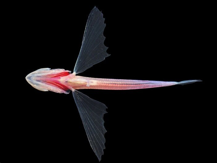 И в самом деле: что тут есть?