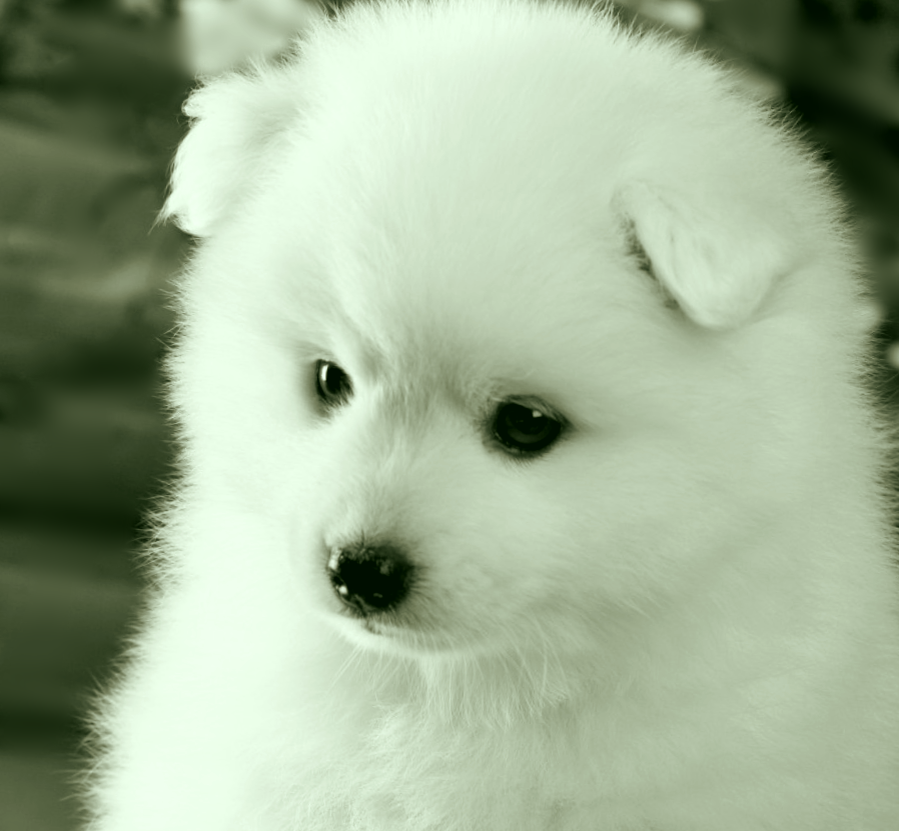 Любимые мимишки - дети Алисы и Джонно