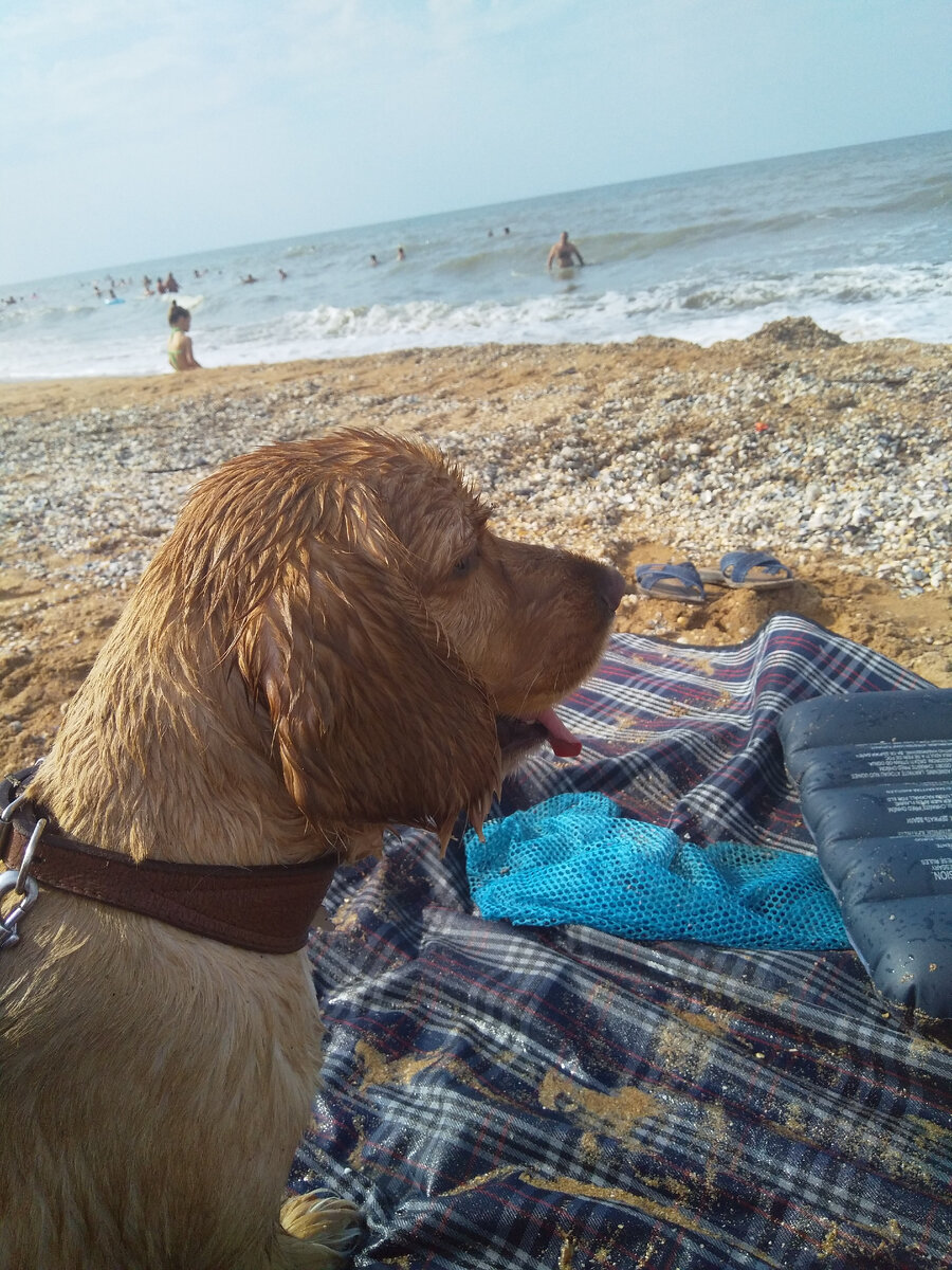 Наш спаниель Ричард, отпуск в 2021 году