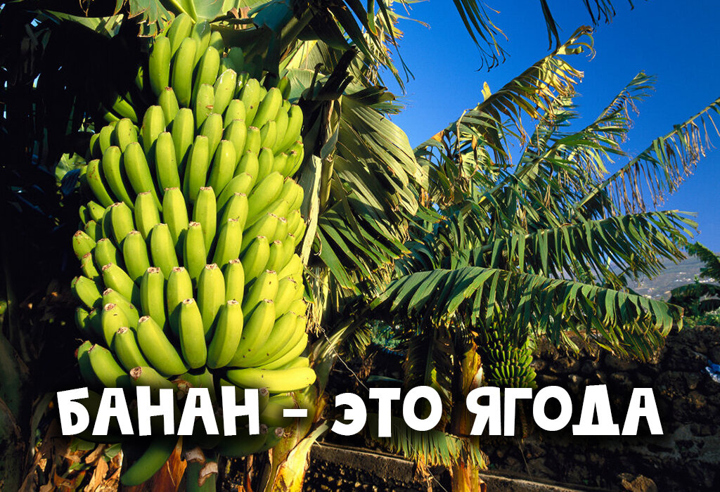 Купили бананов съели 8 бананов сколько. Сколько бананов можно есть в день при похудении. сколько можно кушать бананов в день. сколько бананов можно есть за день. сколько бананов можно съесть за день.