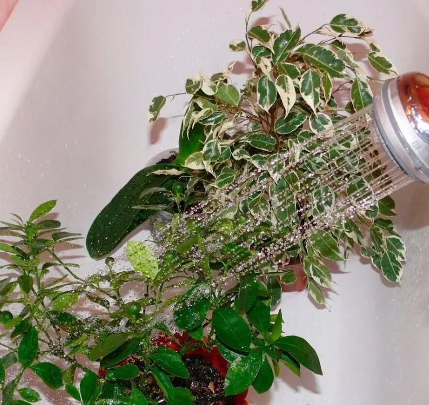 Водные процедуры. Источник: vot-ogorod.ru